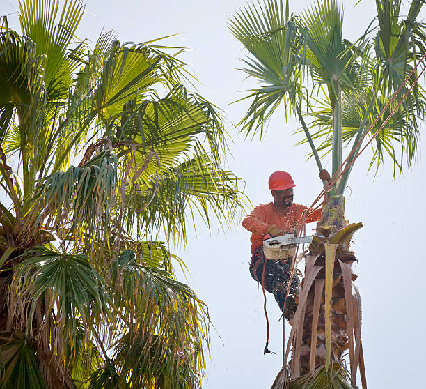 Best Root Management and Removal  in Church Hill, PA