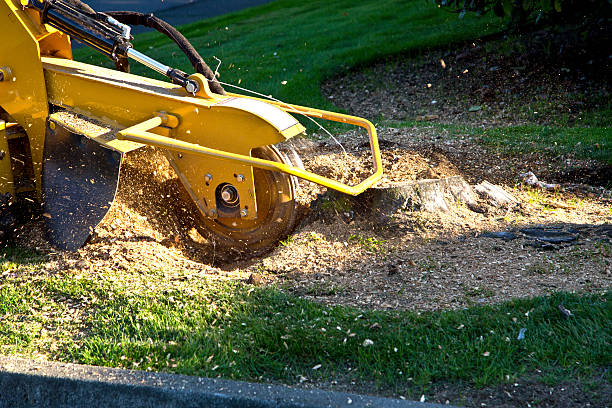 How Our Tree Care Process Works  in  Church Hill, PA